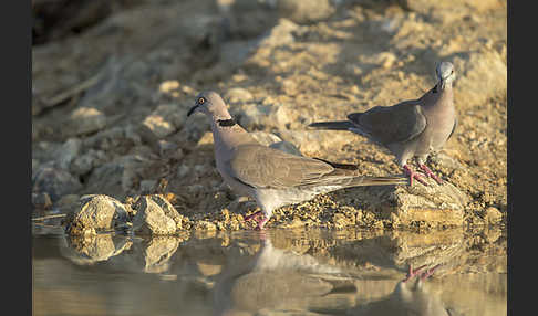 Brillentaube (Streptopelia decipiens)