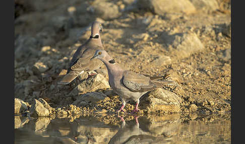 Brillentaube (Streptopelia decipiens)