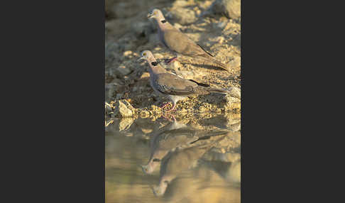 Brillentaube (Streptopelia decipiens)