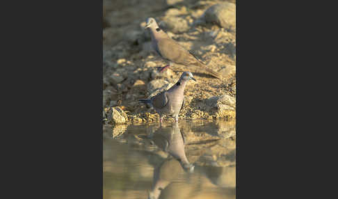 Brillentaube (Streptopelia decipiens)