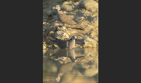 Brillentaube (Streptopelia decipiens)