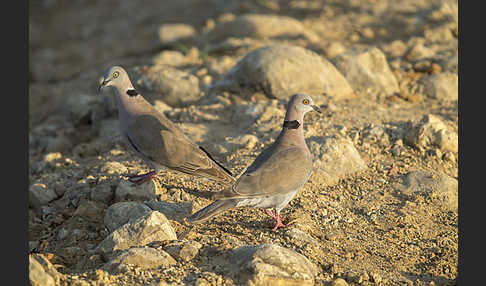 Brillentaube (Streptopelia decipiens)