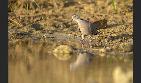 Brillentaube (Streptopelia decipiens)