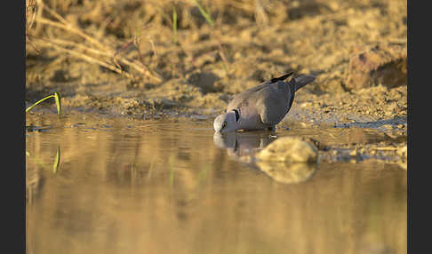 Brillentaube (Streptopelia decipiens)