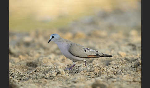 Erzflecktaube (Turtur abyssinicus)