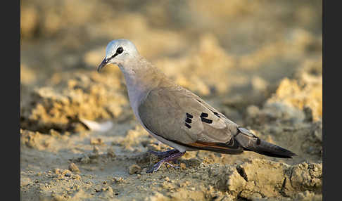 Erzflecktaube (Turtur abyssinicus)