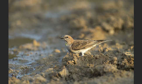 Buschsteinsperling (Gymnoris dentata)