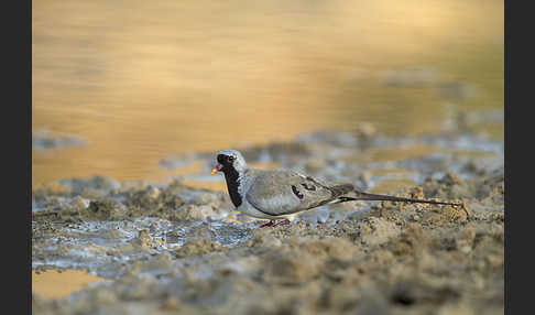 Kaptäubchen (Oena capensis)