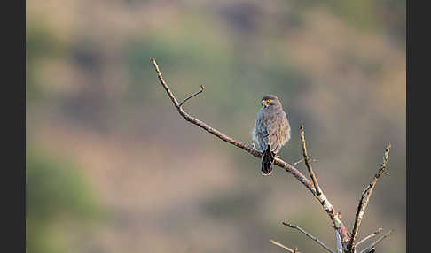 Heuschreckenteesa (Butastur rufipennis)