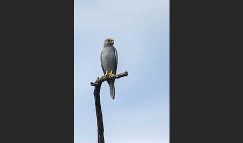 Graufalke (Falco ardosiaceus)