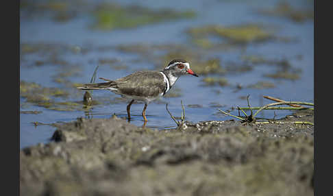 Dreiband-Regenpfeifer (Charadrius tricollaris)