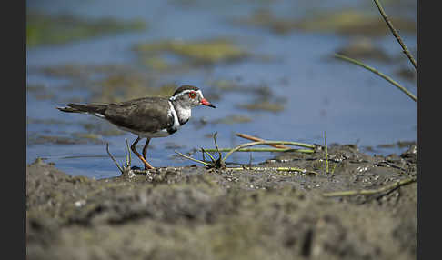 Dreiband-Regenpfeifer (Charadrius tricollaris)