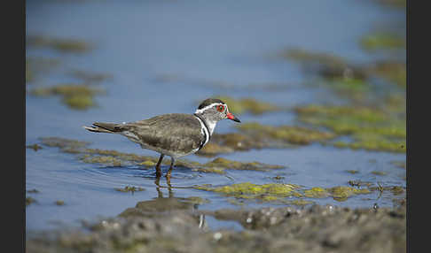 Dreiband-Regenpfeifer (Charadrius tricollaris)