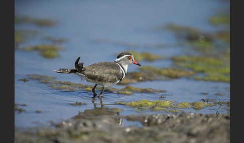 Dreiband-Regenpfeifer (Charadrius tricollaris)