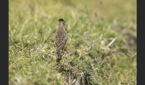 Erlangerlerche (Calandrella erlangeri)