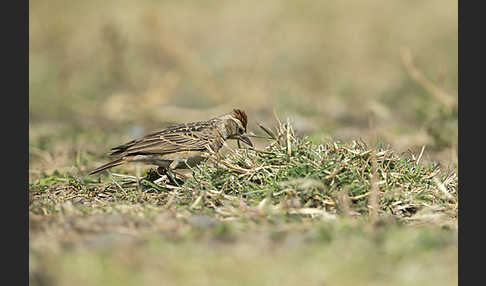 Erlangerlerche (Calandrella erlangeri)