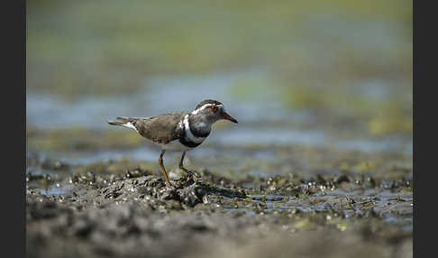 Dreiband-Regenpfeifer (Charadrius tricollaris)