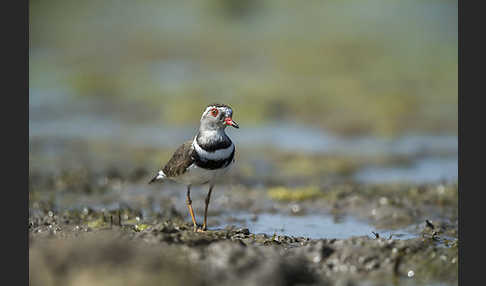 Dreiband-Regenpfeifer (Charadrius tricollaris)