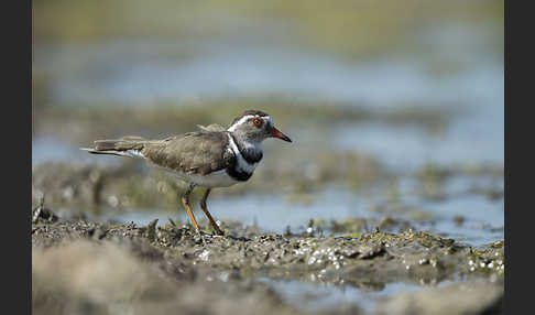 Dreiband-Regenpfeifer (Charadrius tricollaris)