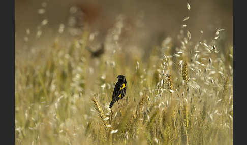 Gelbschulterweber (Euplectes macroura macrocercus)