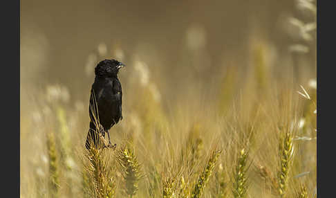 Gelbschulterweber (Euplectes macroura macrocercus)