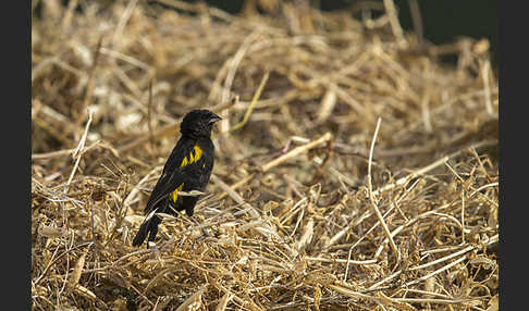 Gelbschulterweber (Euplectes macroura macrocercus)