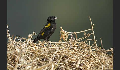 Gelbschulterweber (Euplectes macroura macrocercus)