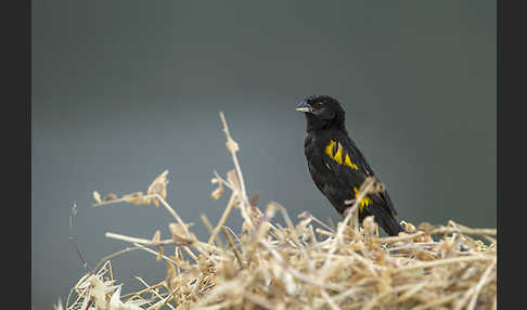 Gelbschulterweber (Euplectes macroura macrocercus)