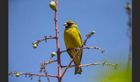 Dünnschnabelgirlitz (Serinus citrinelloides)