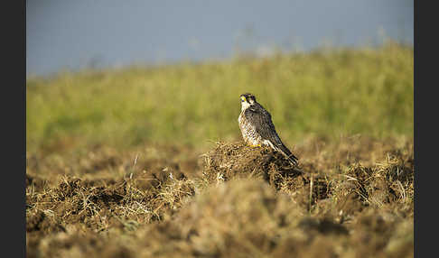 Lannerfalke sspec.2 (Falco biarmicus abyssinicus)