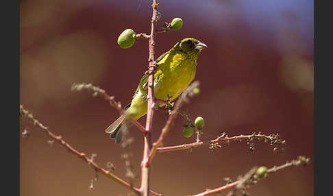 Dünnschnabelgirlitz (Serinus citrinelloides)