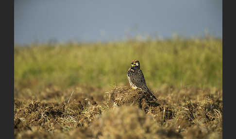 Lannerfalke sspec.2 (Falco biarmicus abyssinicus)