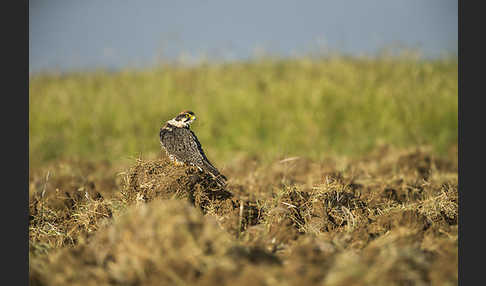 Lannerfalke sspec.2 (Falco biarmicus abyssinicus)