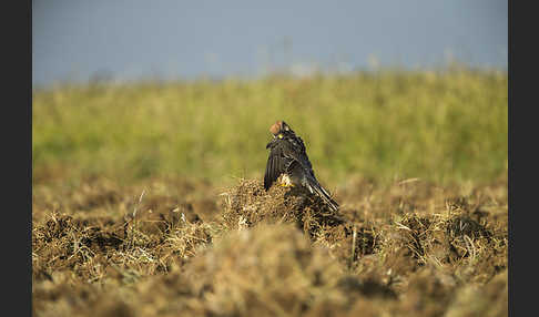 Lannerfalke sspec.2 (Falco biarmicus abyssinicus)