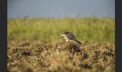 Lannerfalke sspec.2 (Falco biarmicus abyssinicus)