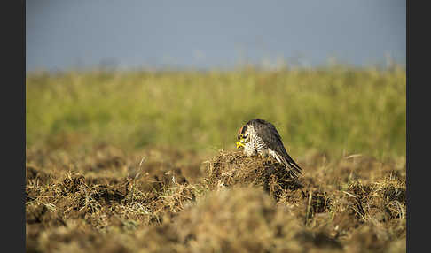 Lannerfalke sspec.2 (Falco biarmicus abyssinicus)