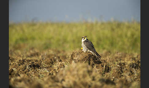 Lannerfalke sspec.2 (Falco biarmicus abyssinicus)