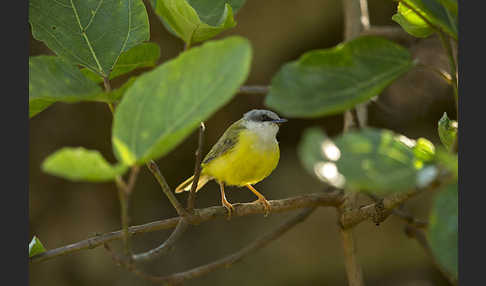 Grünrückeneremomela (Eremomela canescens)