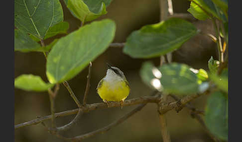 Grünrückeneremomela (Eremomela canescens)