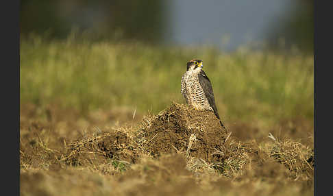 Lannerfalke sspec.2 (Falco biarmicus abyssinicus)