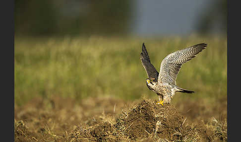 Lannerfalke sspec.2 (Falco biarmicus abyssinicus)