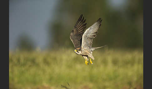 Lannerfalke sspec.2 (Falco biarmicus abyssinicus)