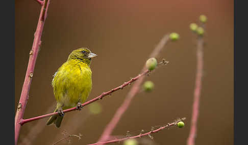 Dünnschnabelgirlitz (Serinus citrinelloides)