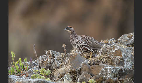 Erckelfrankolin (Pternistis erckelii)