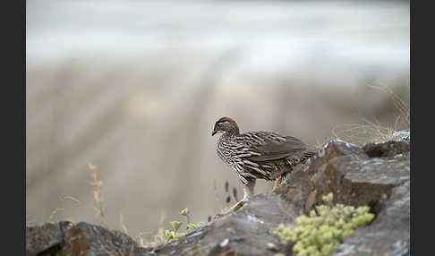 Erckelfrankolin (Pternistis erckelii)