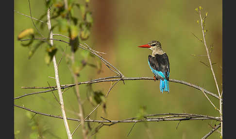 Graukopfliest (Halcyon leucocephala)