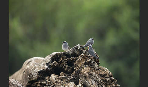 Halsband-Brachschwalbe (Glareola nuchalis)