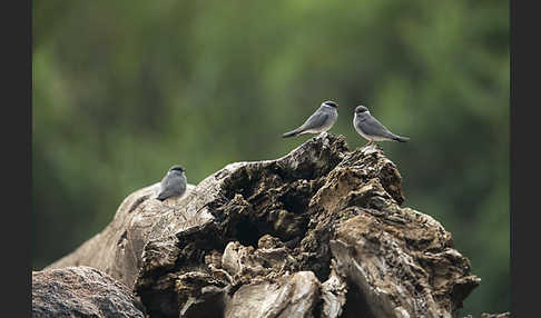 Halsband-Brachschwalbe (Glareola nuchalis)