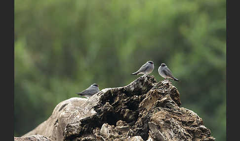 Halsband-Brachschwalbe (Glareola nuchalis)