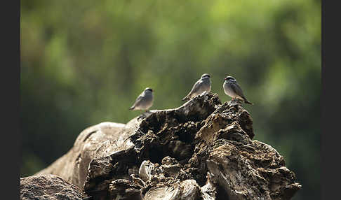 Halsband-Brachschwalbe (Glareola nuchalis)